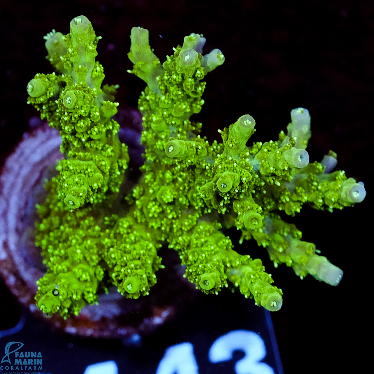 FMC Acropora hyacinthus Green