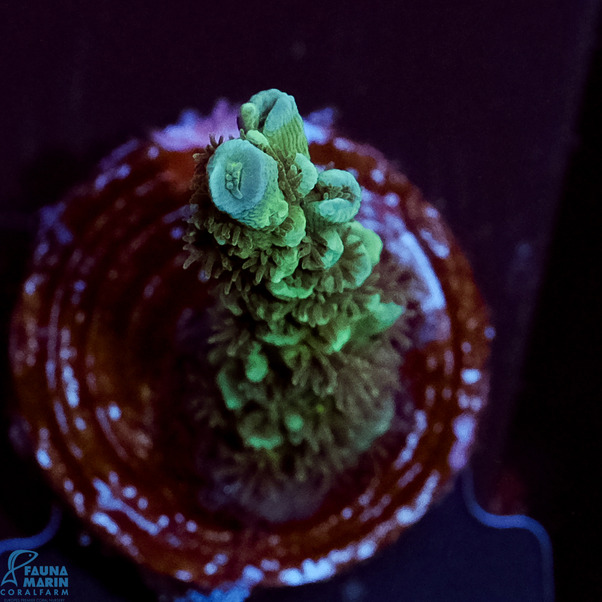 FMC Acropora tenuis Blue