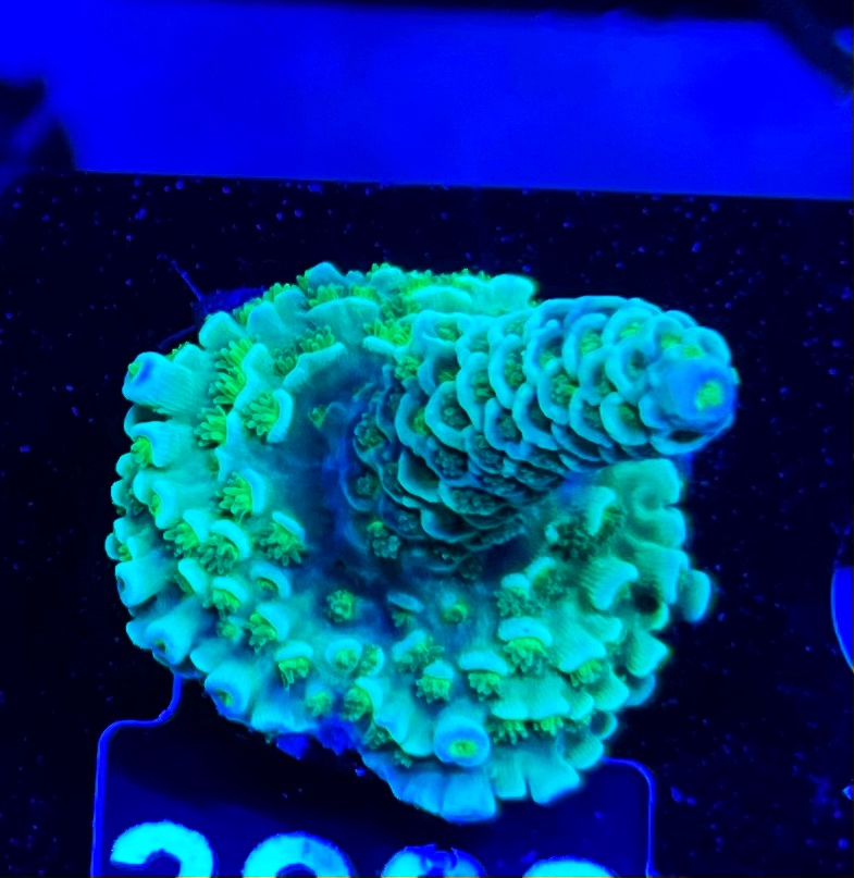 FMC Acropora tenuis Green