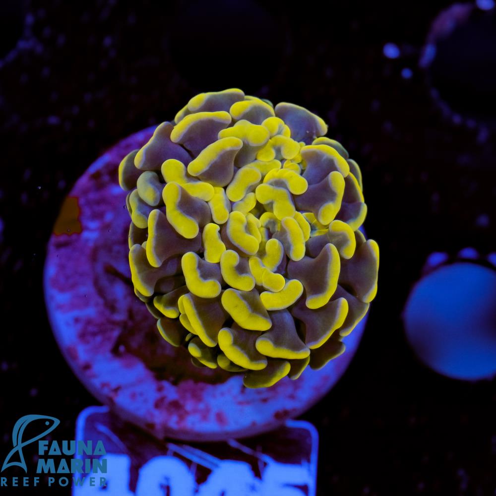 FMC Euphyllia baliensis Copper 1 Polyp V