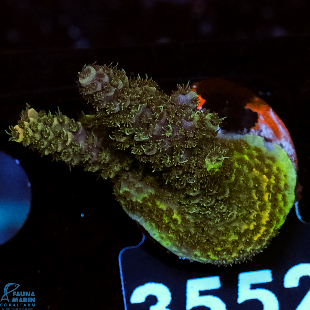 FMC Acropora millepora Green