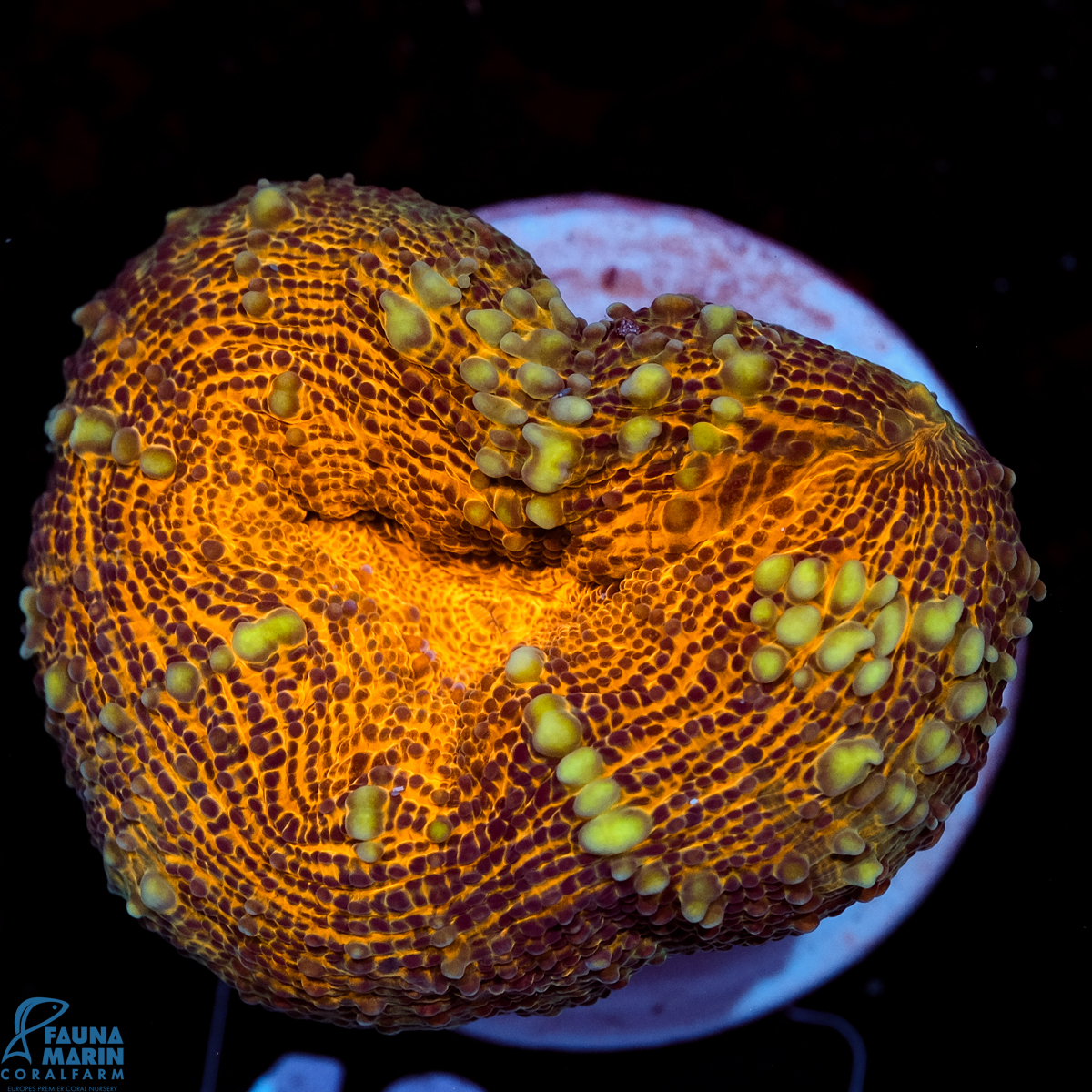 FMC Lobophyllia Dragon Skin