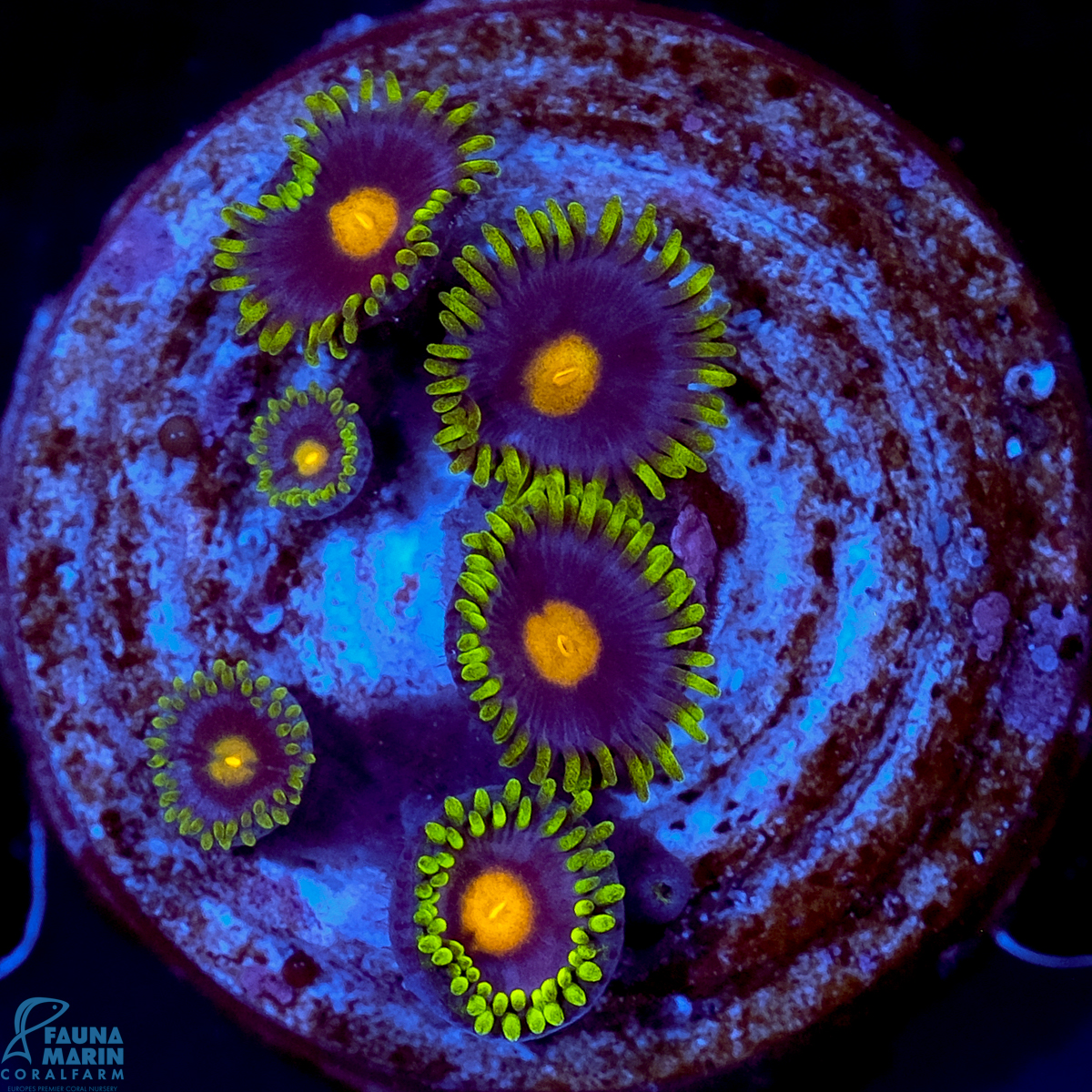 FMC Zoanthus Blue Blow Pop