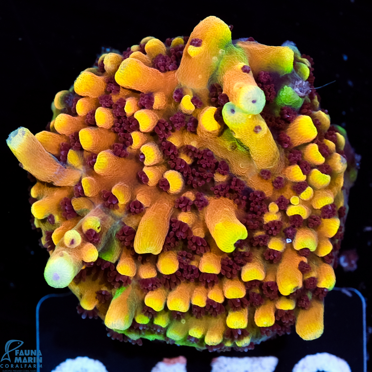 FMC Acropora Pink Cadillac