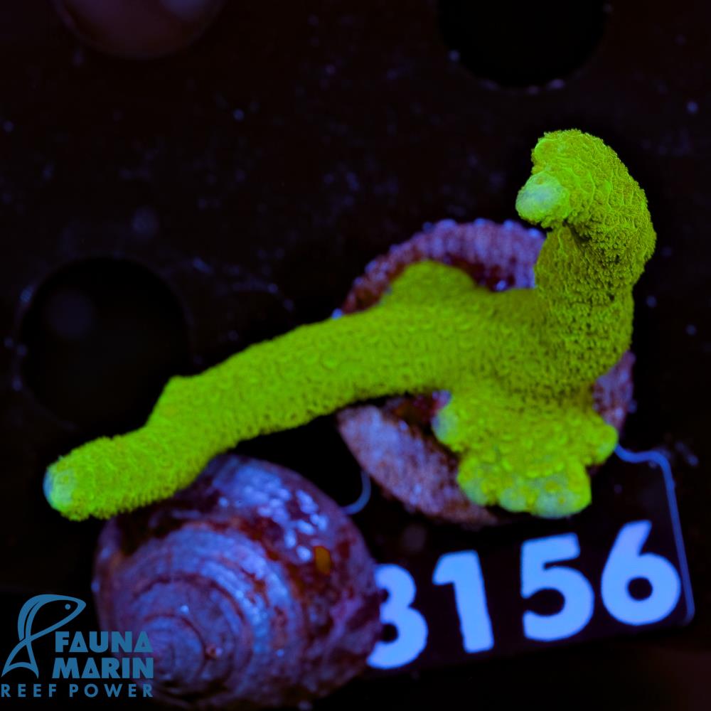 FMC Montipora digitata Green V
