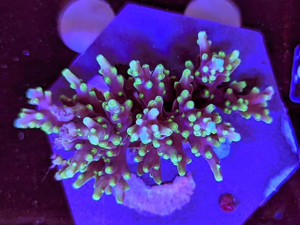 FMC Acropora carduus
