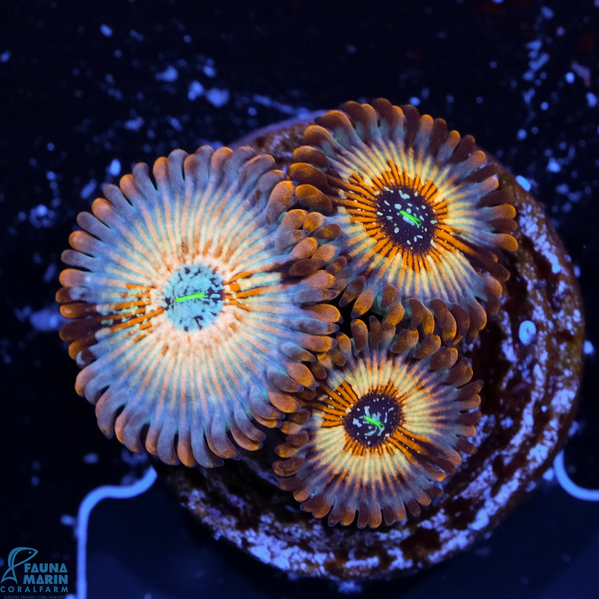 FMC Zoanthus Seduction