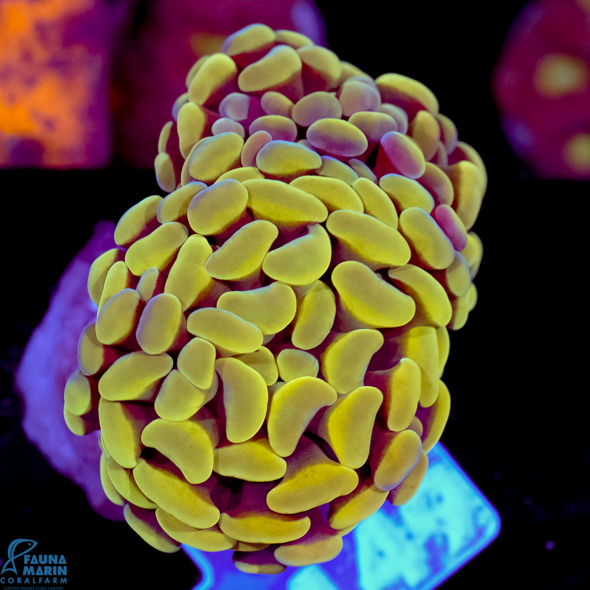 FMC Euphyllia baliensis Yellowish