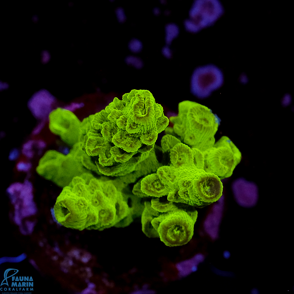 FMC Acropora florida Green