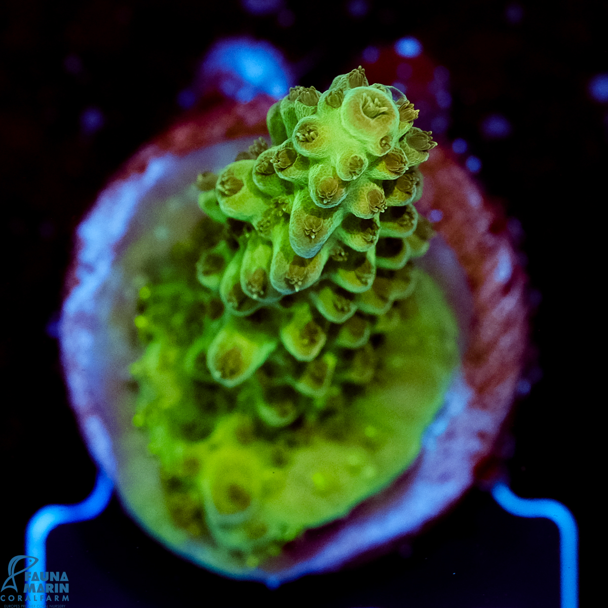 FMC Acropora Insignis Jungle Orchid