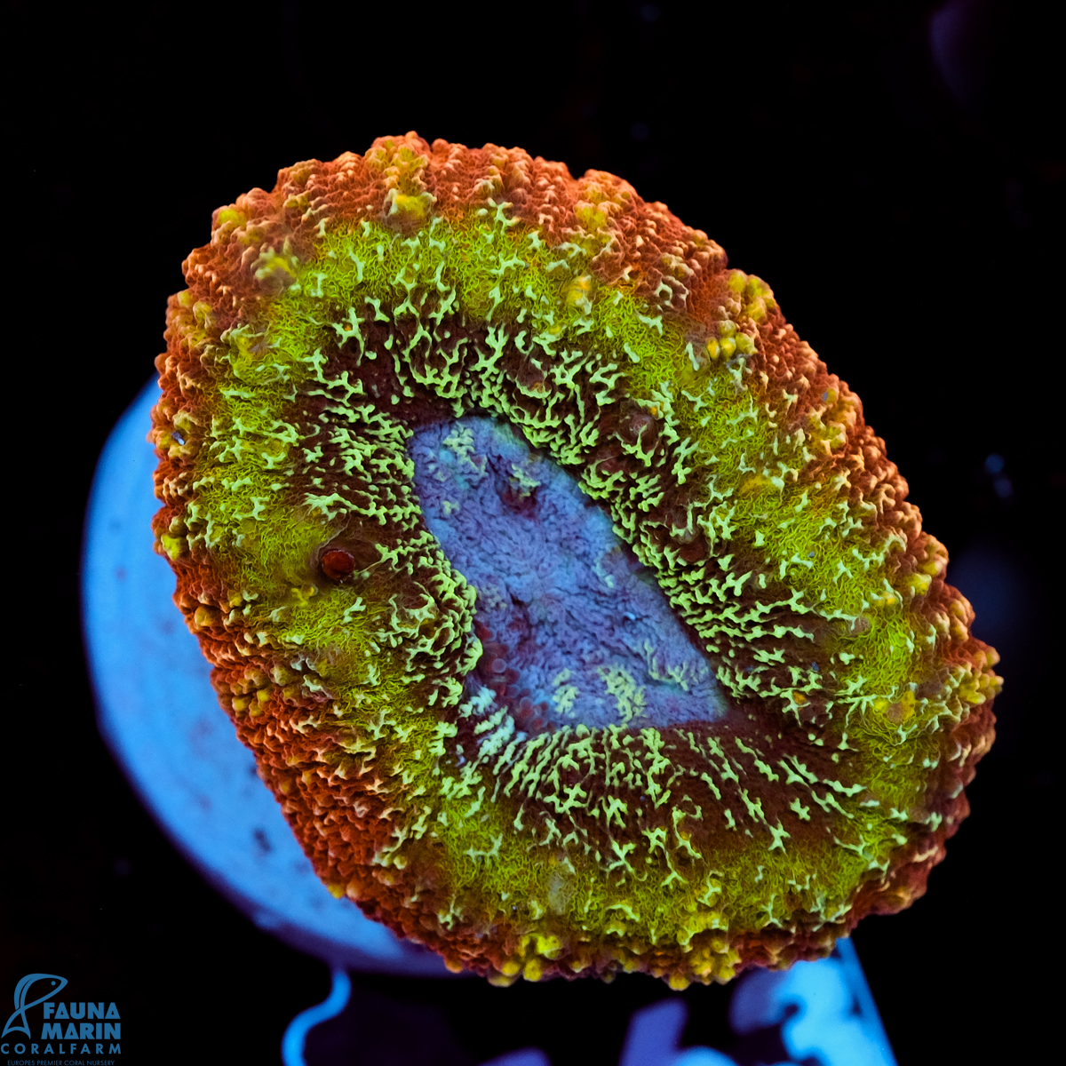 FMC Lobophyllia Rainbow