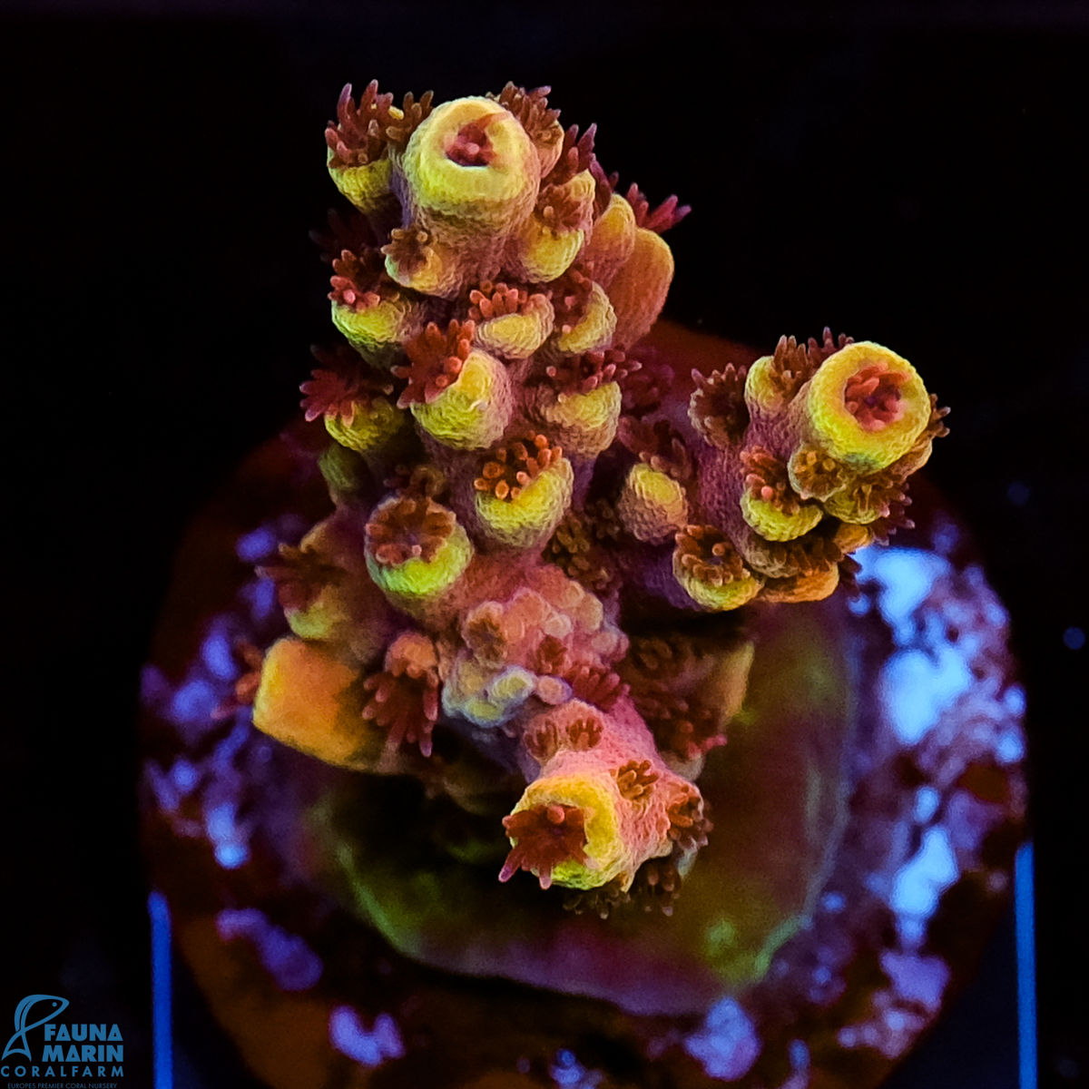 FMC Acropora natalensis Ultimate Dragonsbreath