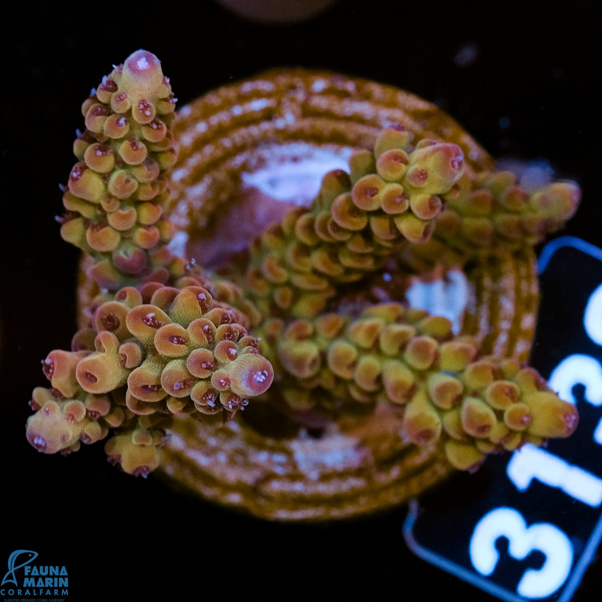 FMC Acropora digitifera