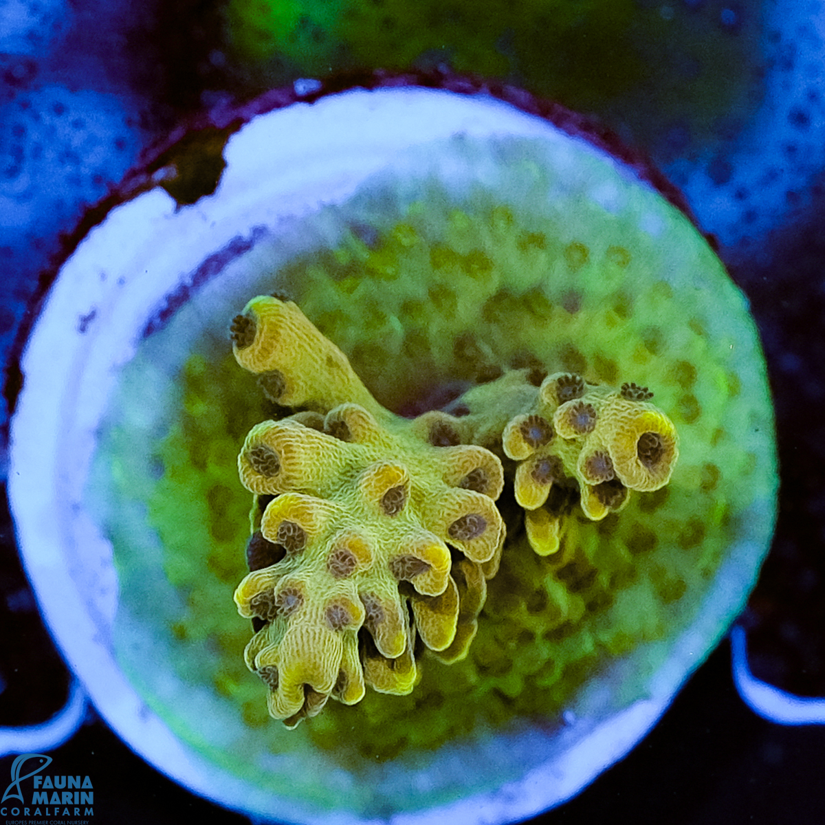 FMC Acropora insignis Jungle Orchid