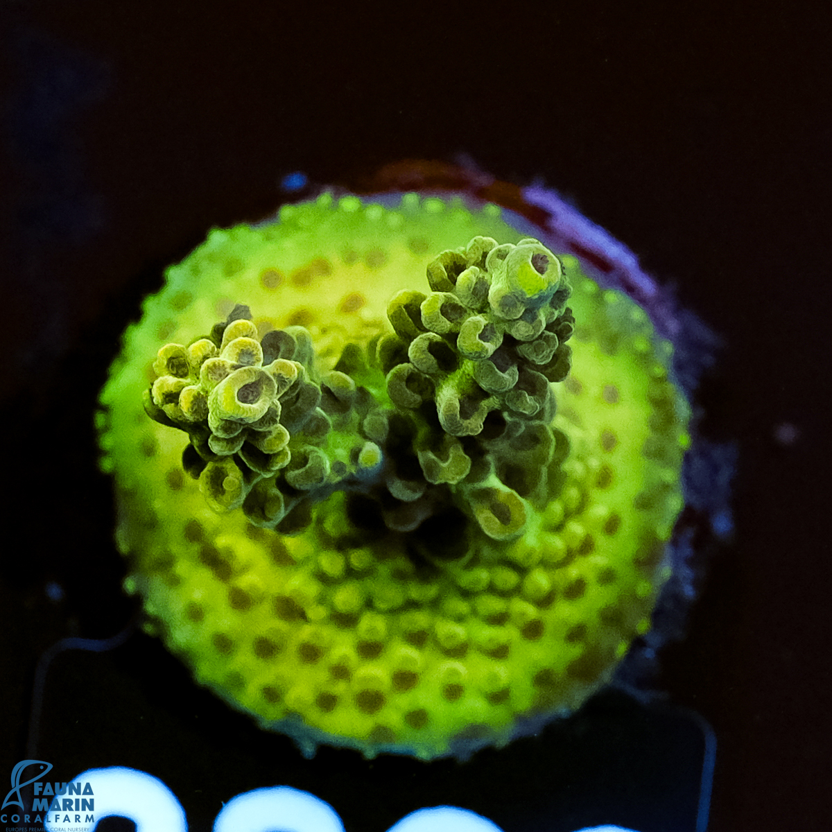 FMC Acropora insignis Jungle Orchid