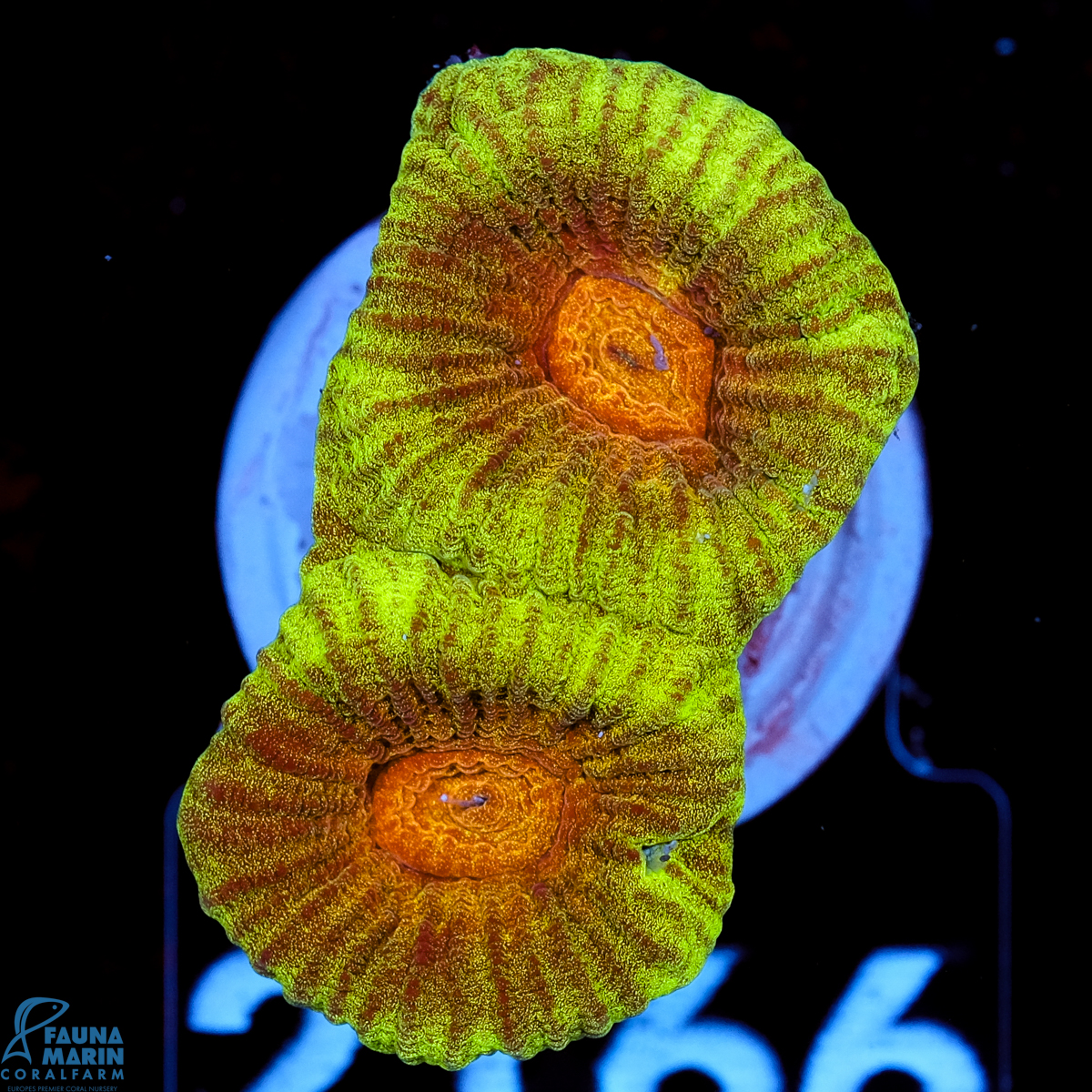 FMC Goniastrea Orange Center