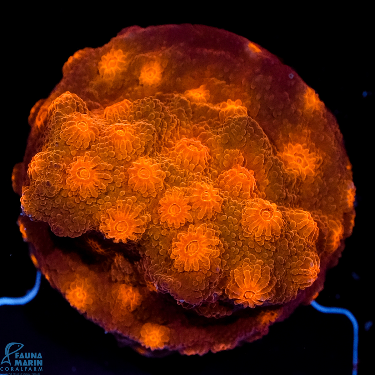 FMC Cyphastrea Red Brick V