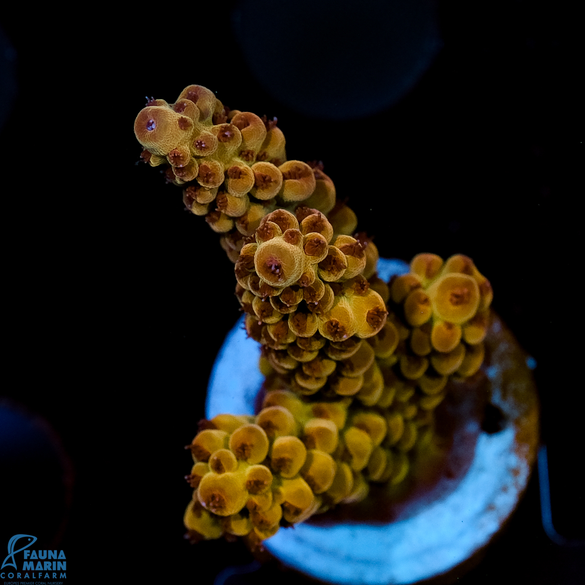 FMC Acropora digitifera