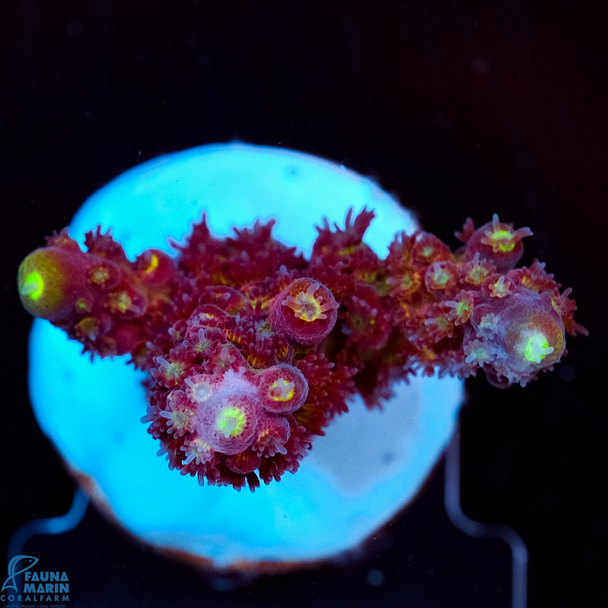 FMC Acropora Rainbow Mango