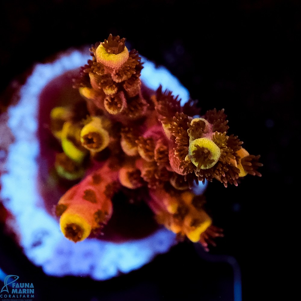 FMC Acropora natalensis Ultimate Dragonsbreath V