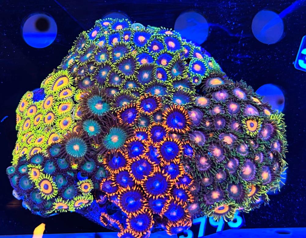 FMC Zoanthus Ultra Garden