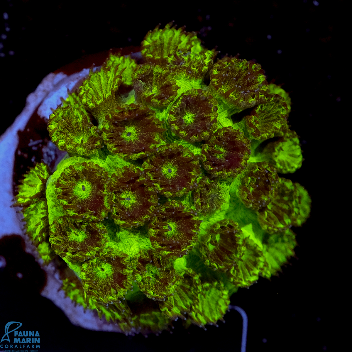 FMC Cyphastrea Green Goblin