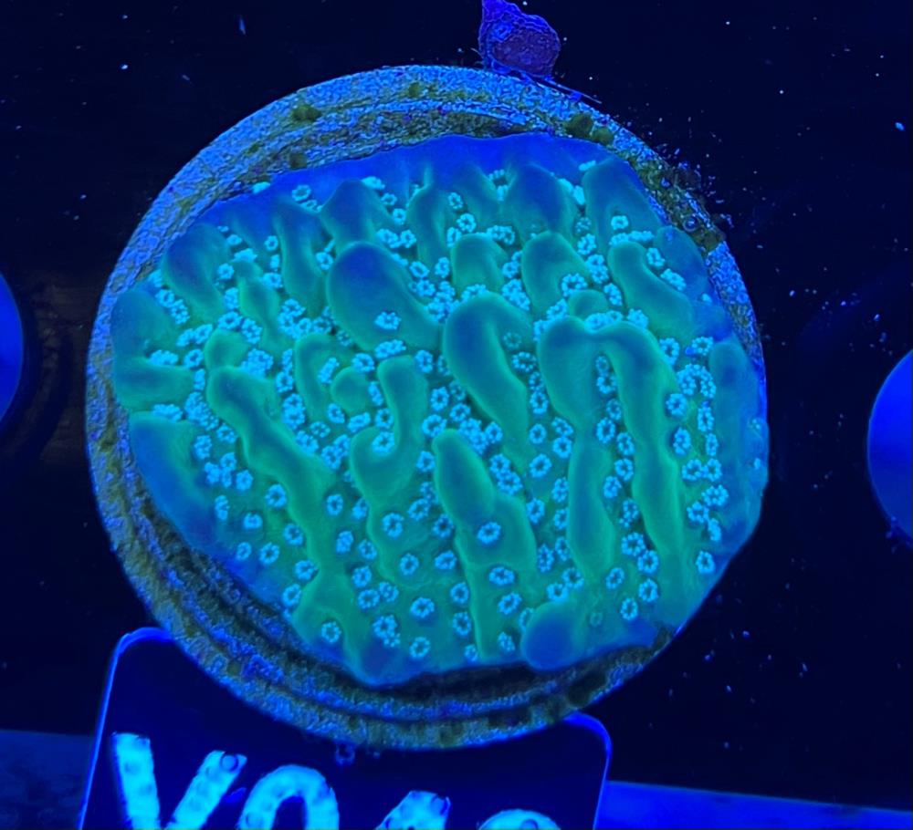 FMC Montipora delicatula blue polyps V