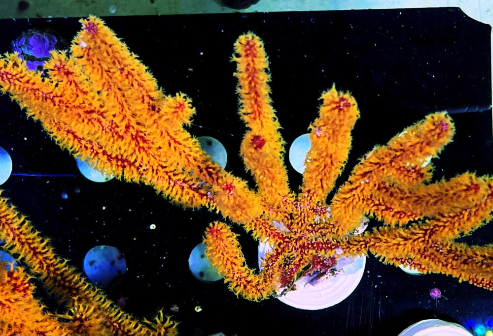 FMC Menella sp. - orange Polyps V