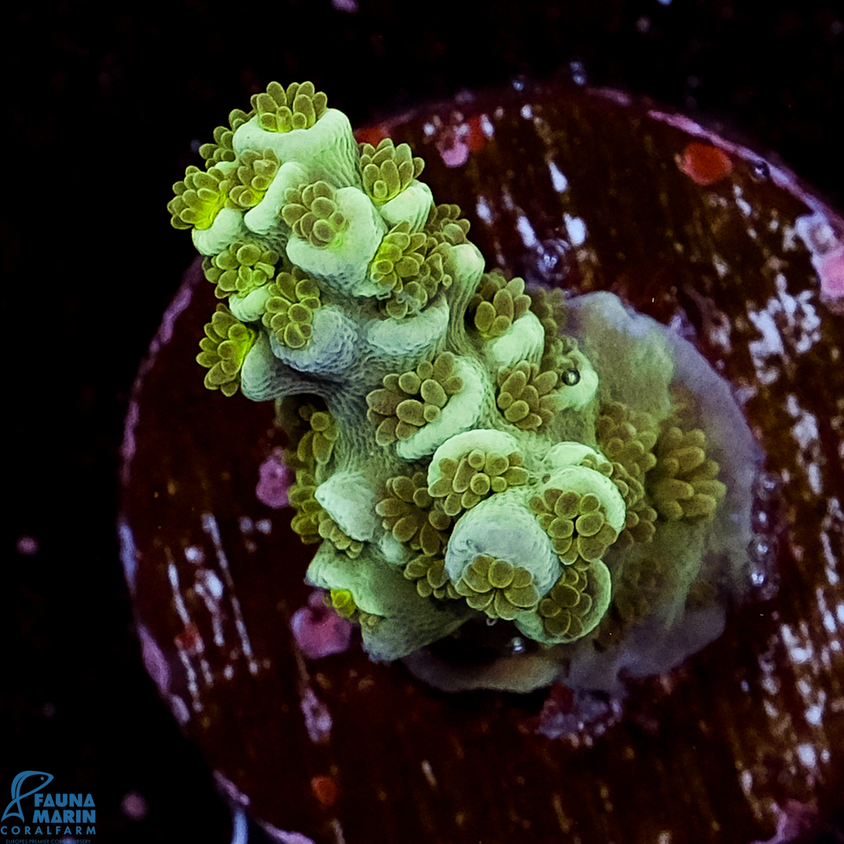 FMC Acropora tenuis Light Green