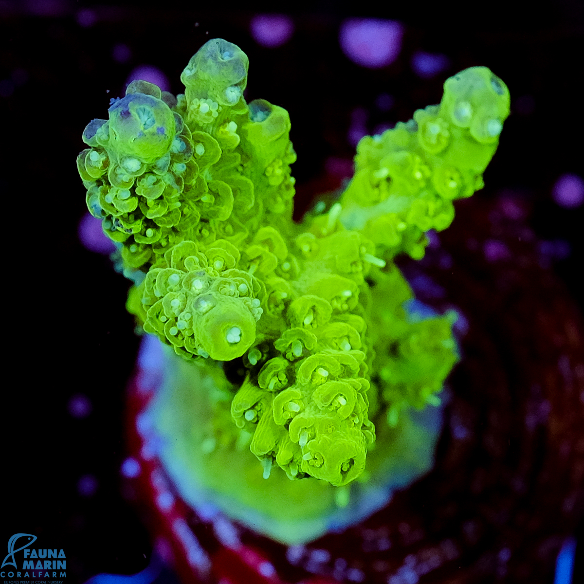 FMC Acropora Aussi Frag