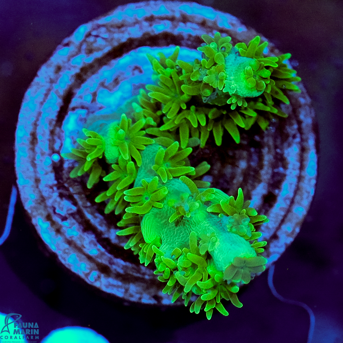 FMC Acropora hyacinthus Green