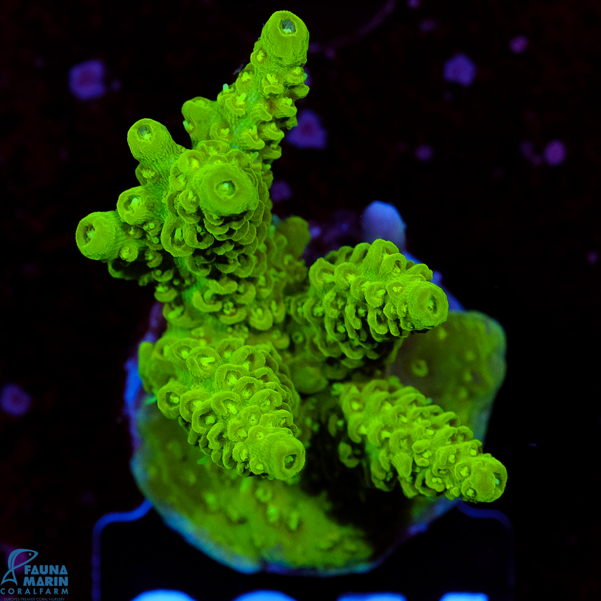 FMC Acropora Enzmann