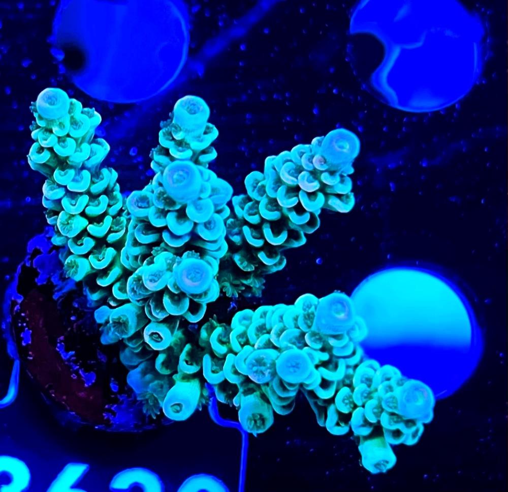 FMC Acropora tenuis