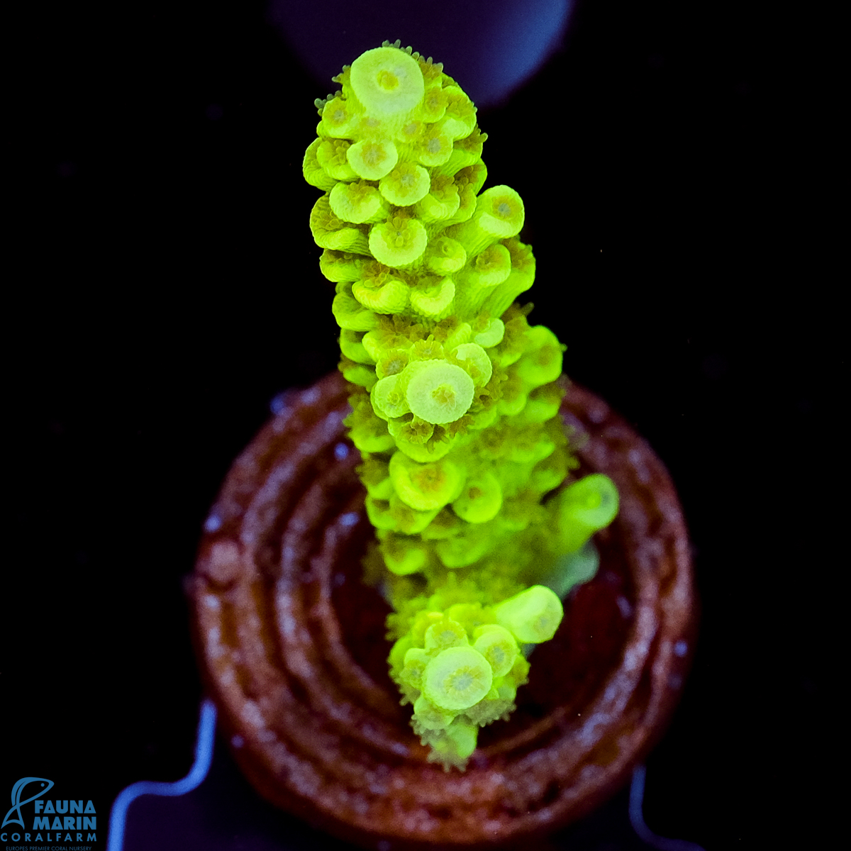 FMC Acropora tenuis Green