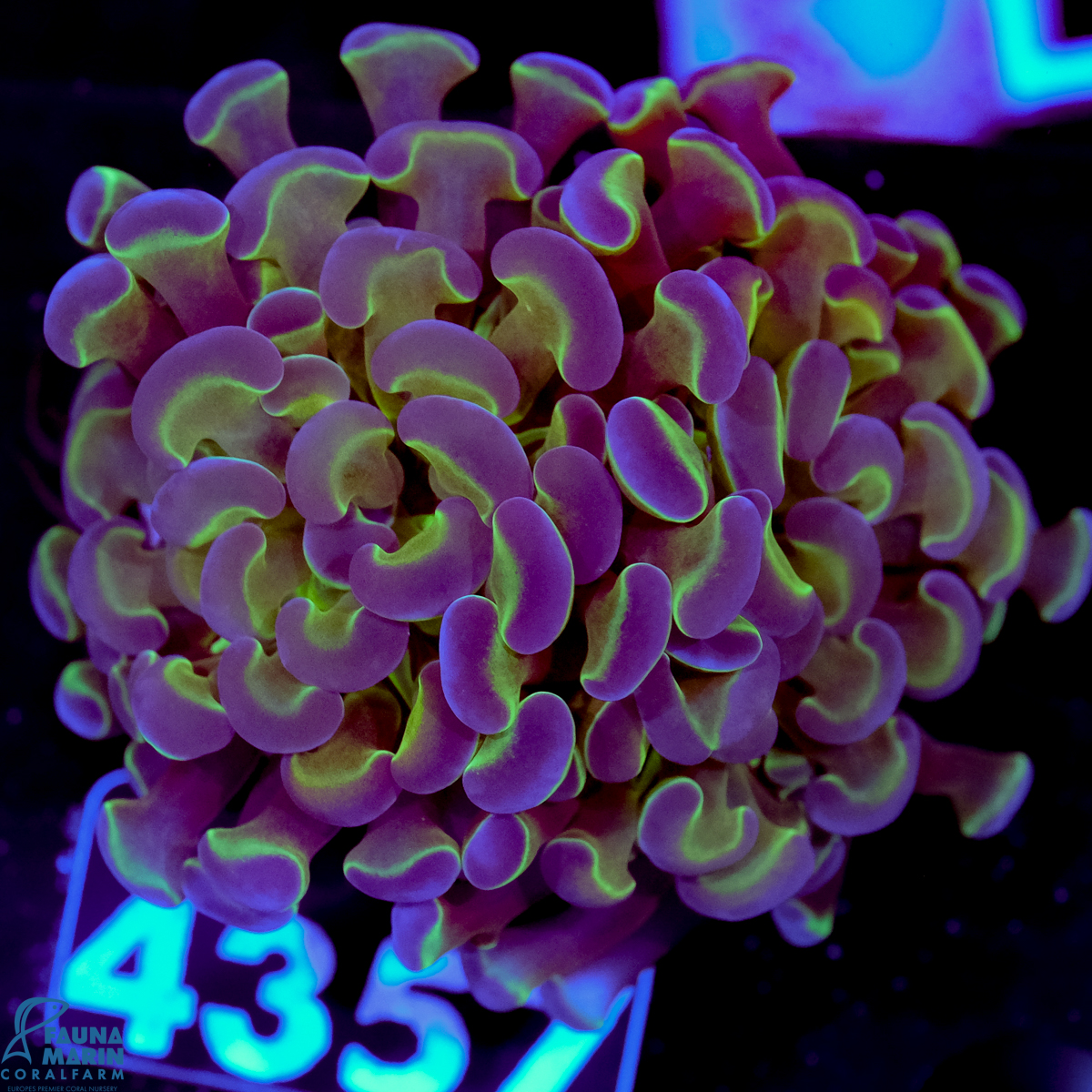 FMC Euphyllia baliensis Fake Hologram