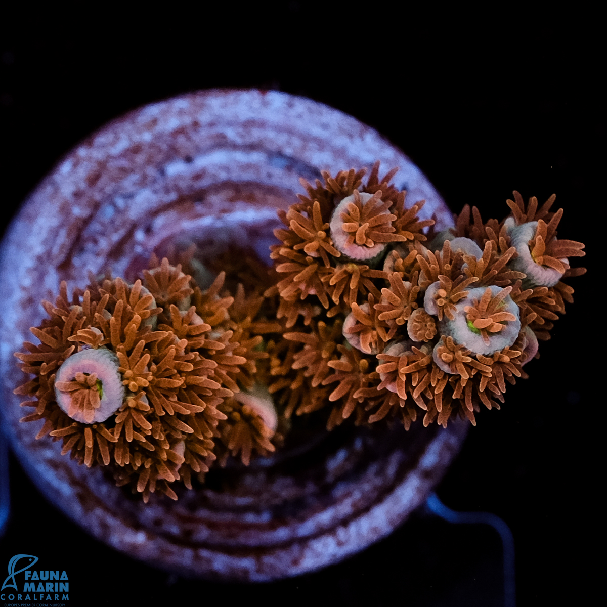 FMC Acropora tenuis Old Copper