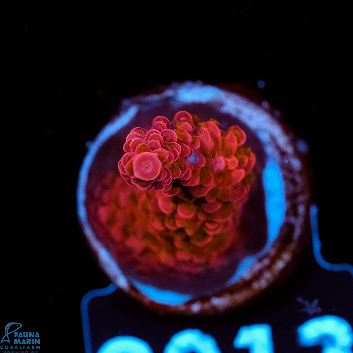 FMC Acropora Rubin Red