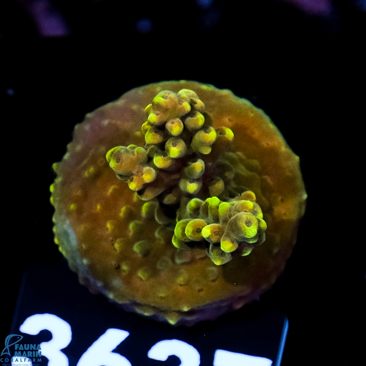 FMC Acropora Yellow Star