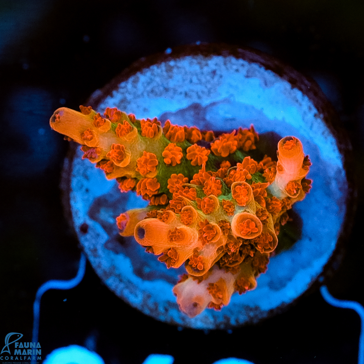 FMC Acropora Bill Murray