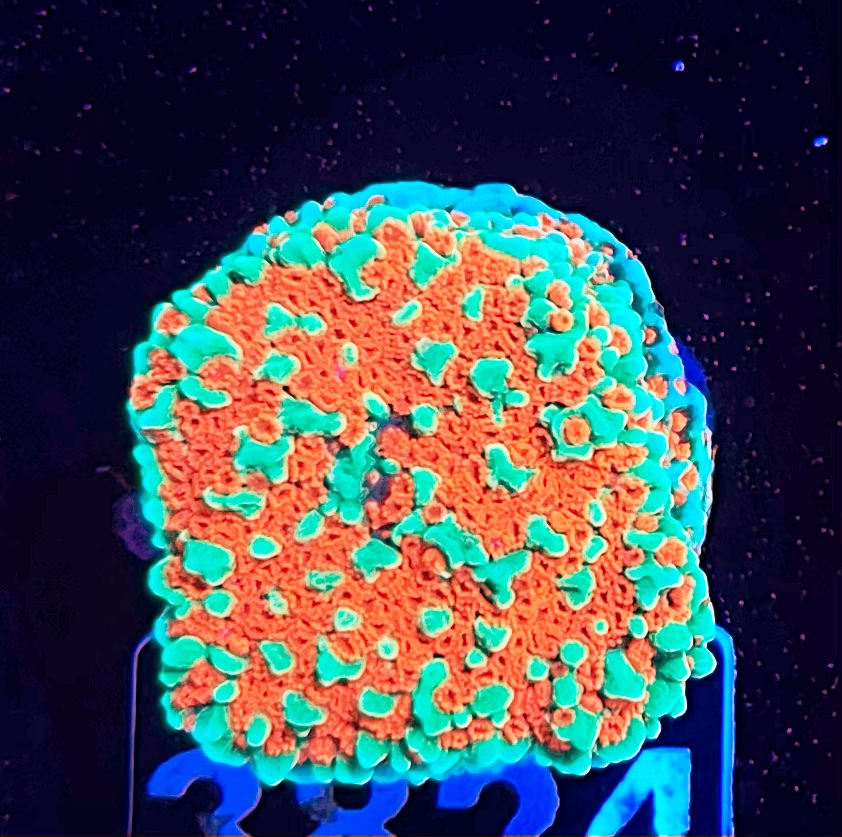 FMC Montipora Grinch V