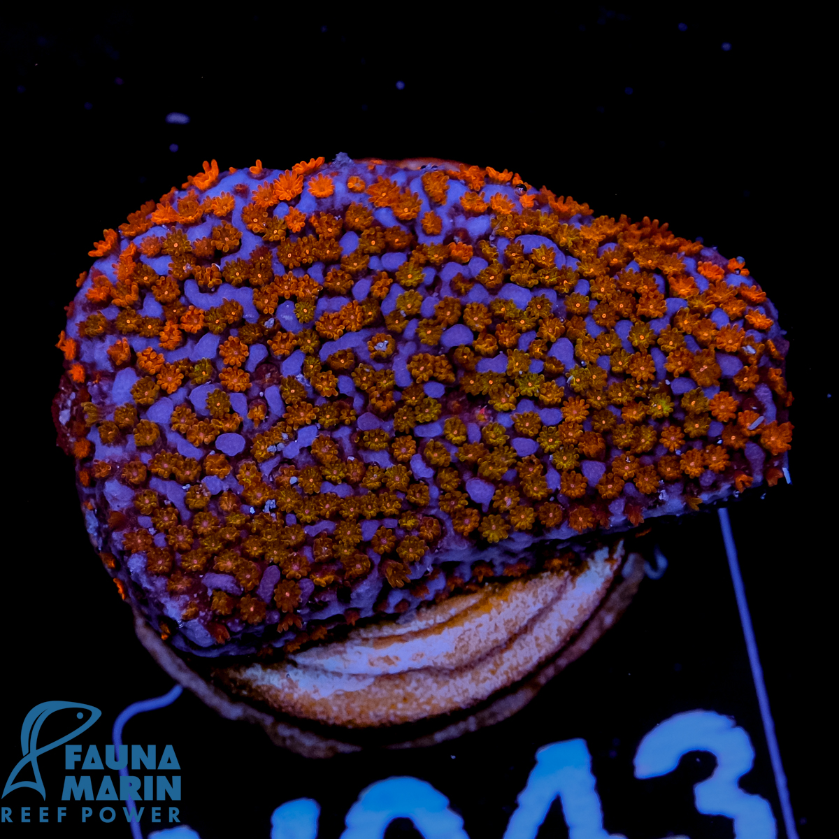 FMC Montipora Rainbow V