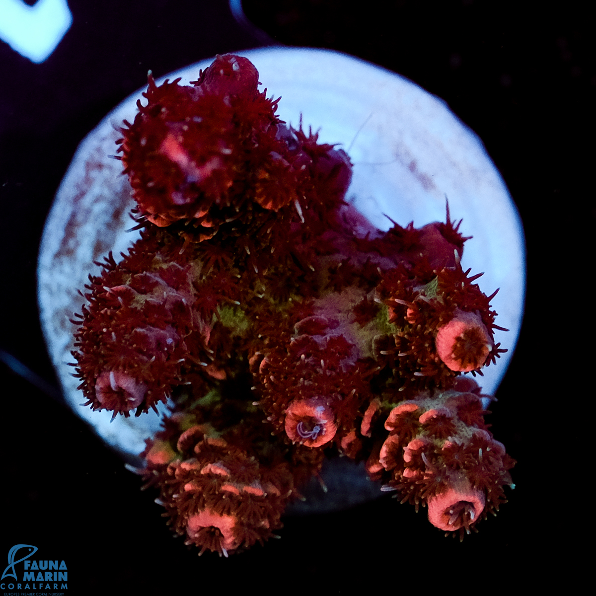 FMC Acropora millepora Red