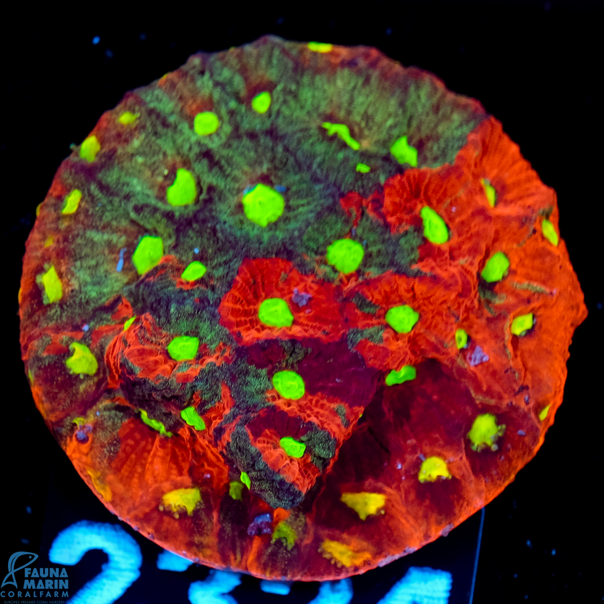 FMC Favia War Coral