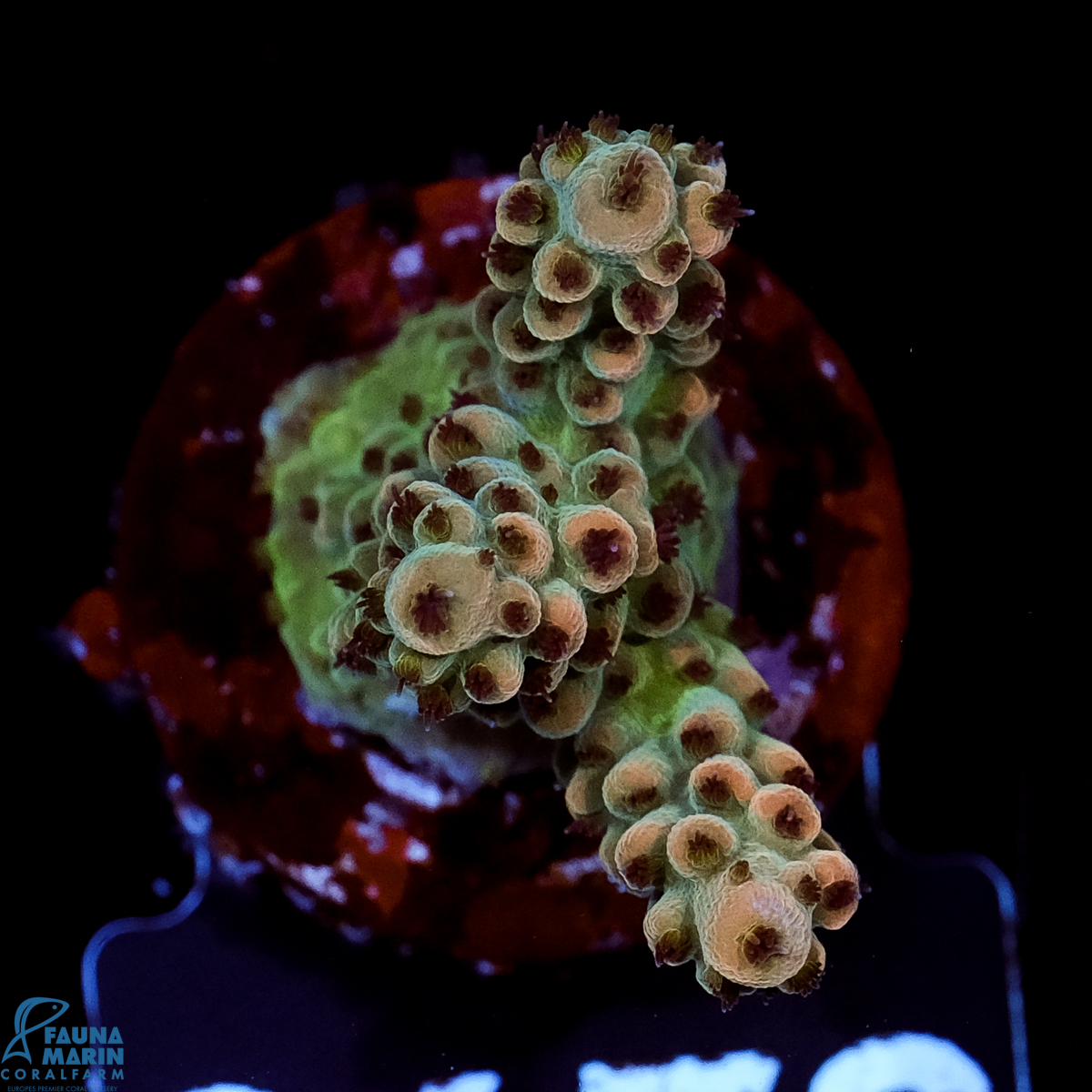 FMC Acropora digitifera