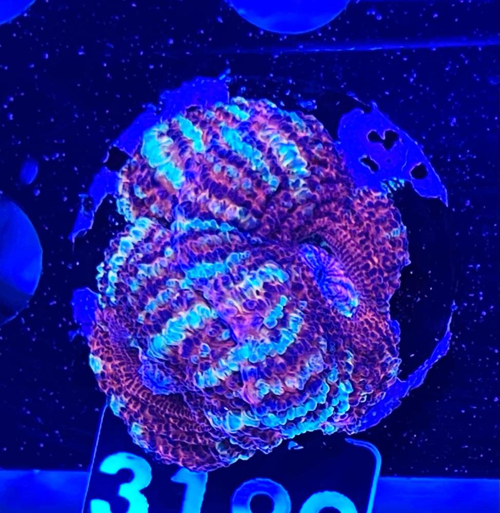 FMC Acanthastrea maxima