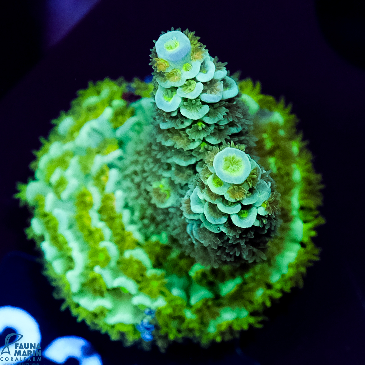 FMC Acropora tenuis Spezial Mint