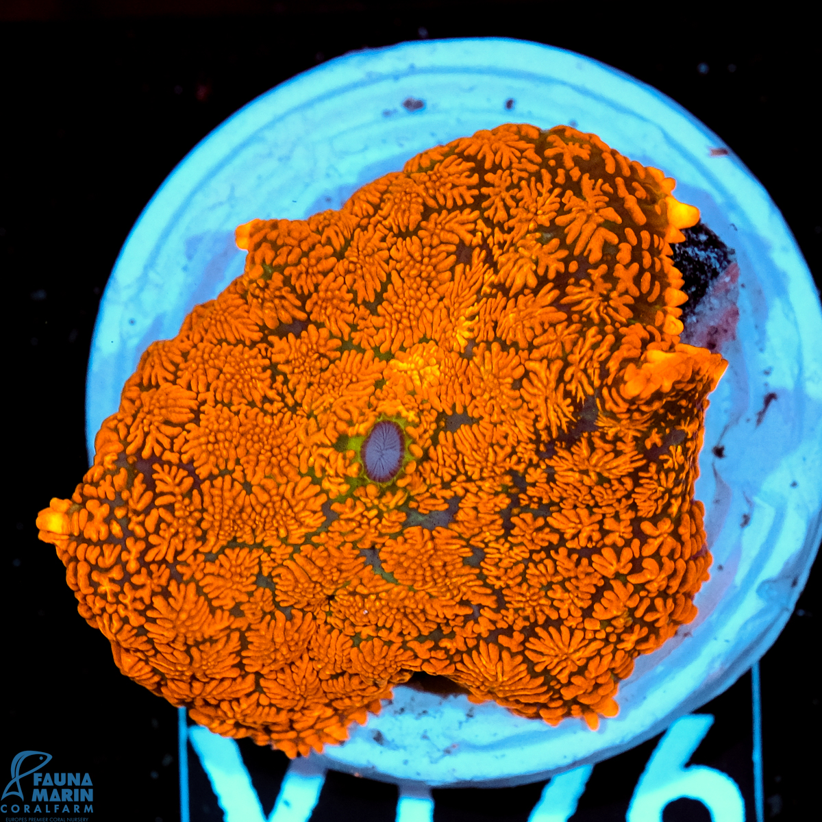 FMC  Rhodactis Orange V