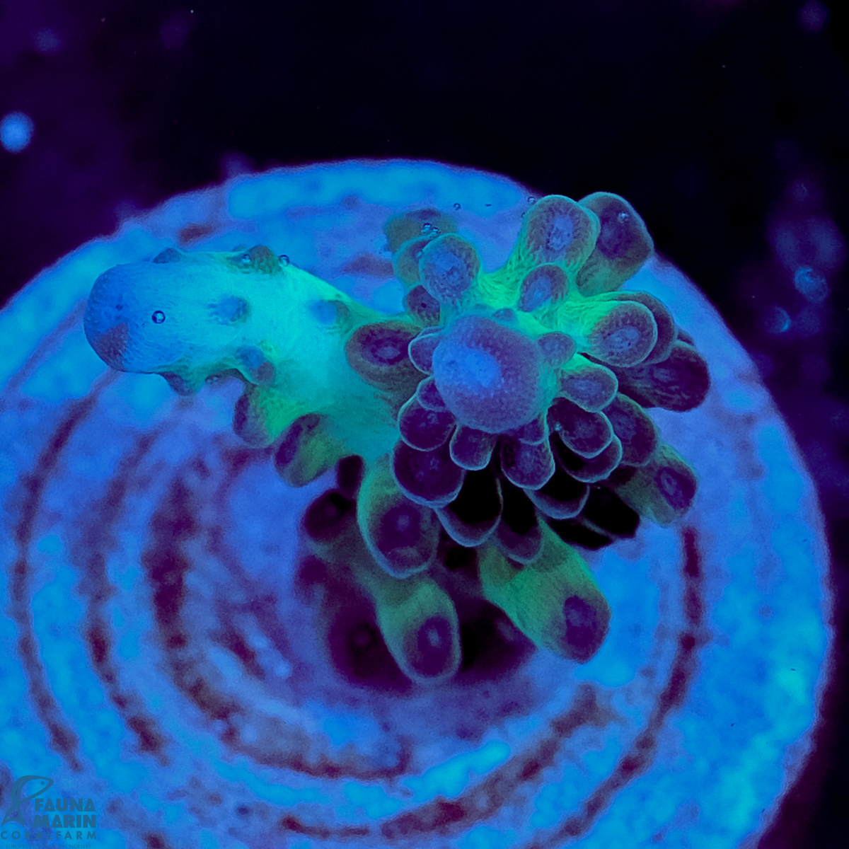 FMC Acropora Magic Blue