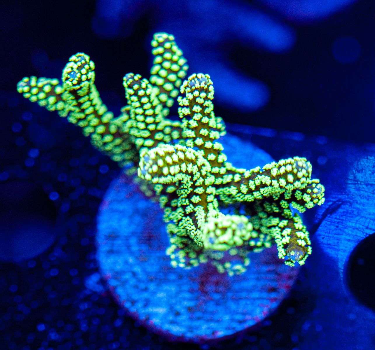 FMC Seriatopora caliendrum Neon Green V