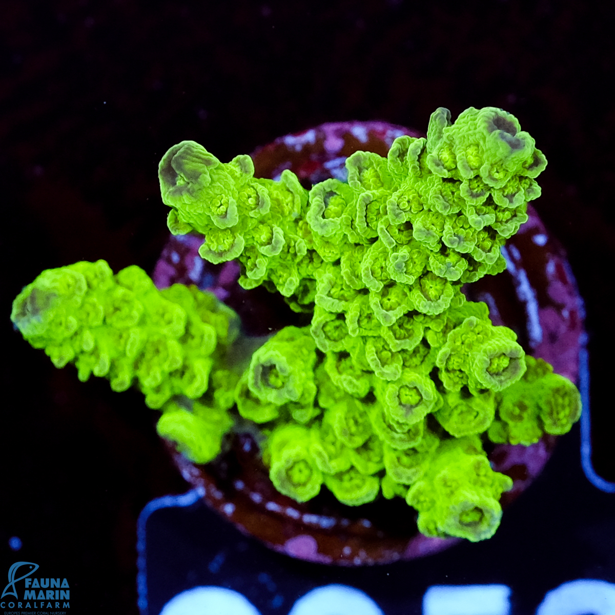 FMC Acropora Florida